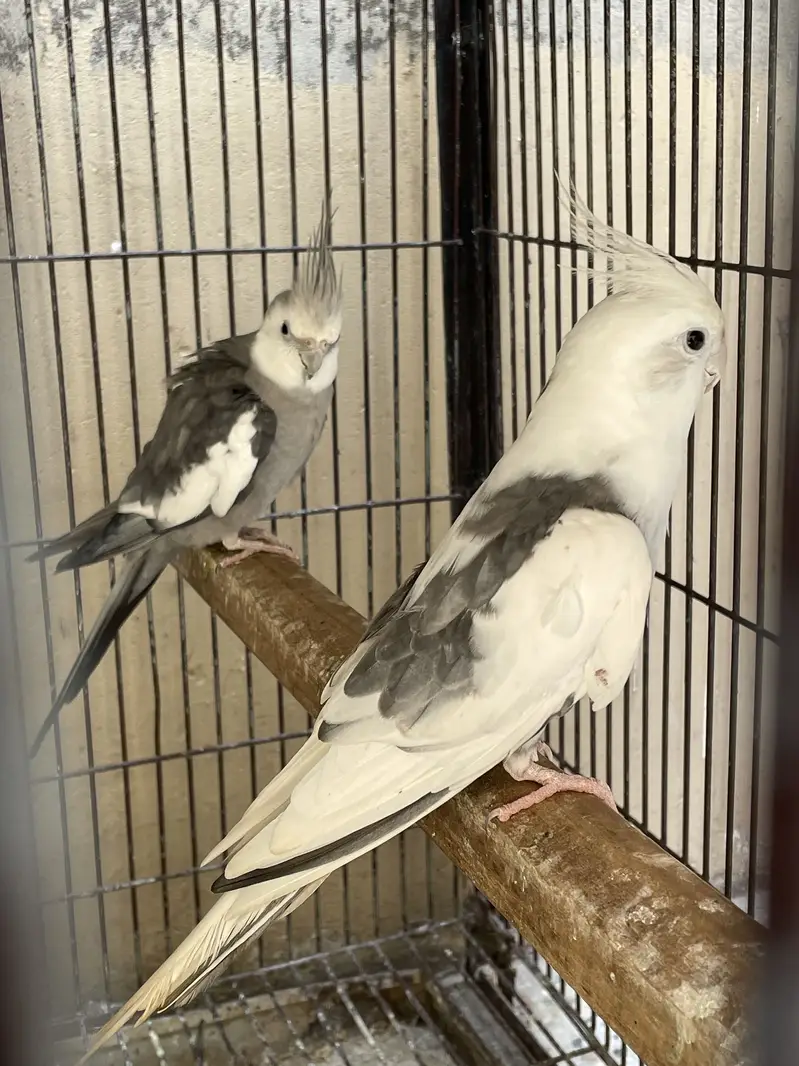 Breader pairs all birds — photo 8