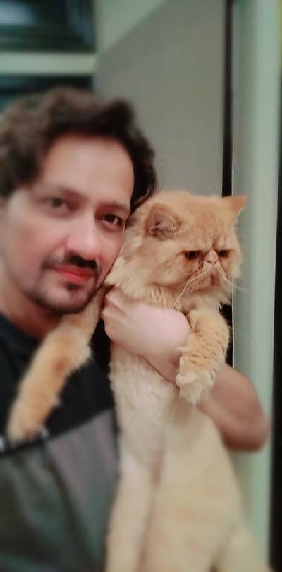 Chiggu Persian (brachycephalic)