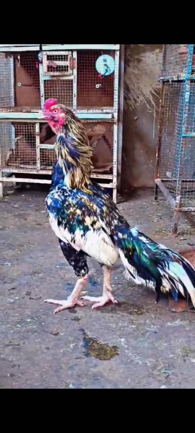 Aseel Pure Mianwali Bird  03254127533