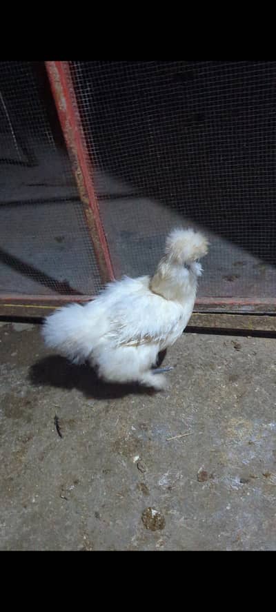 Silkie Breeder Female And Silver Sebrit Breeder Pair