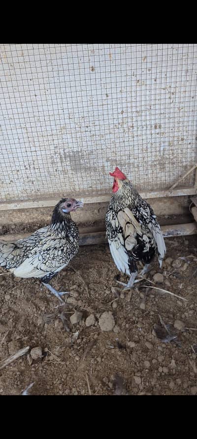 Silver Sebrit Breeder Pair