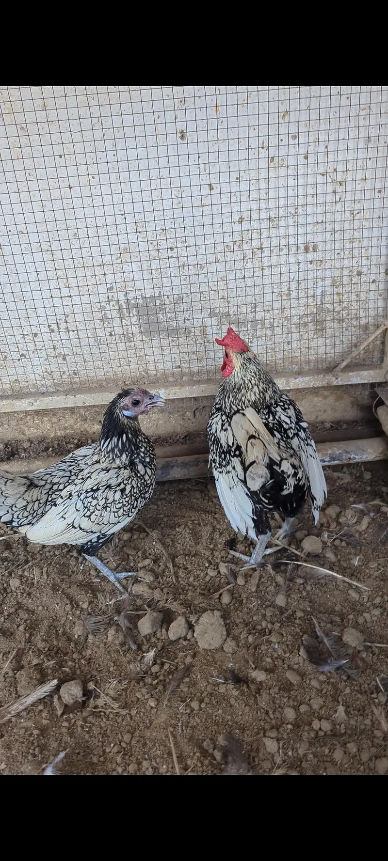 Silkie Breeder Female And Silver Sebrit Breeder Pair — photo 2