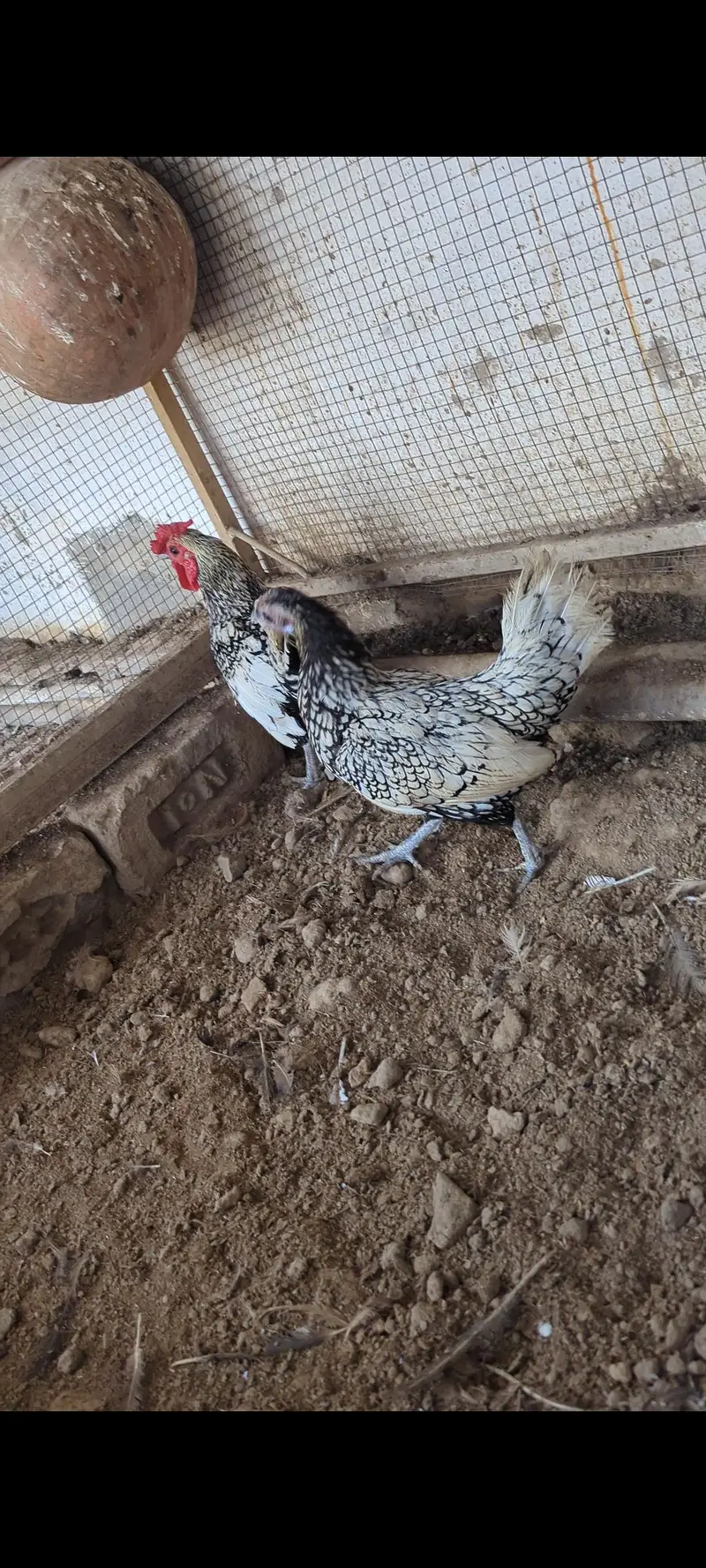 Silkie Breeder Female And Silver Sebrit Breeder Pair — photo 3