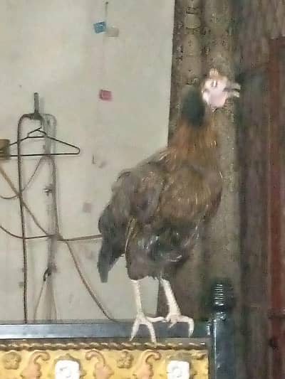 egg hens