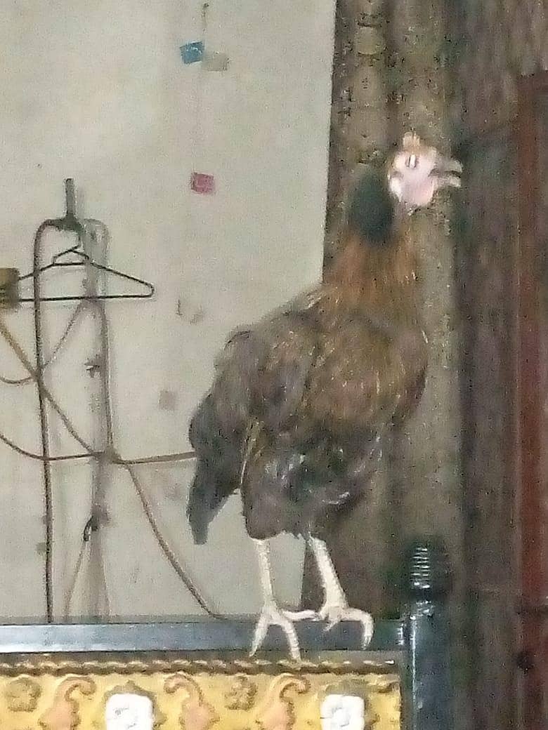egg hens 0
