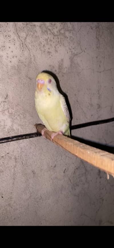 Australian Budgies Breeder pair
