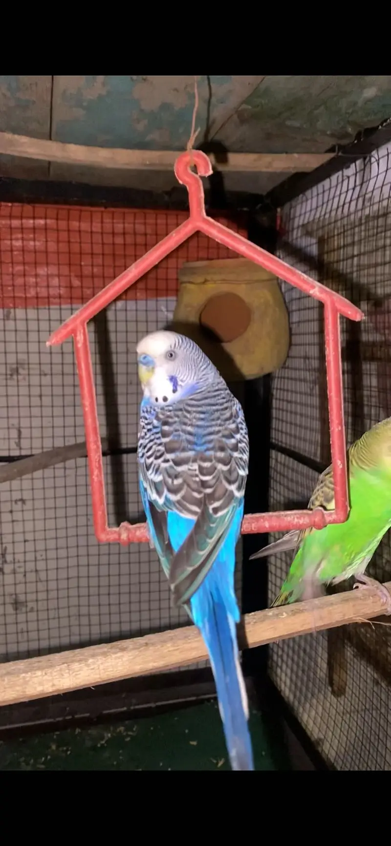 Australian Budgies Breeder pair — photo 2