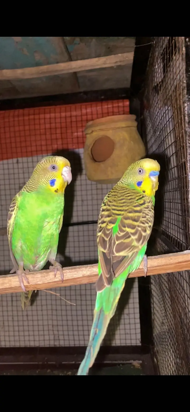 Australian Budgies Breeder pair — photo 3