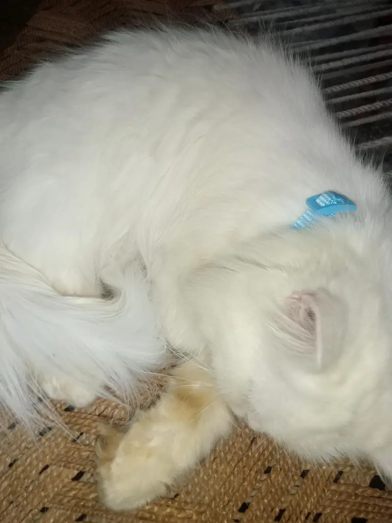 2 color eyes brown and blue — photo 2