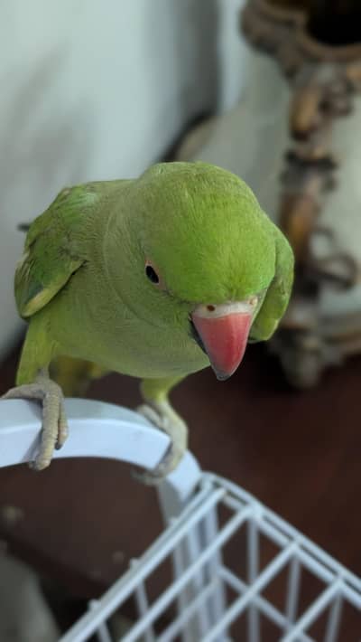 Tame & Friendly Parrot for Sale