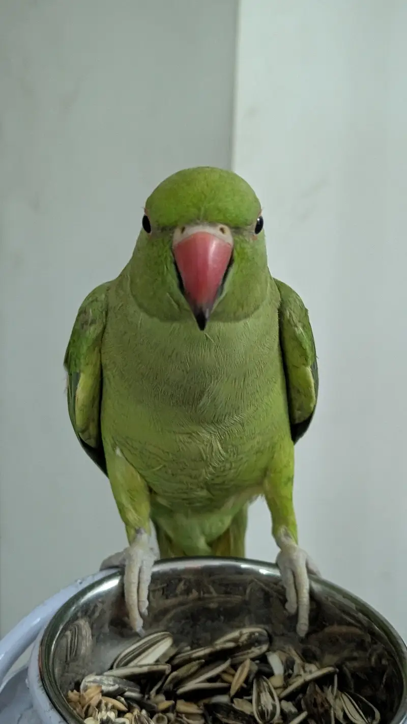 Tame & Friendly Parrot for Sale — photo 3