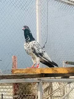 pure 3 male hn or ak female