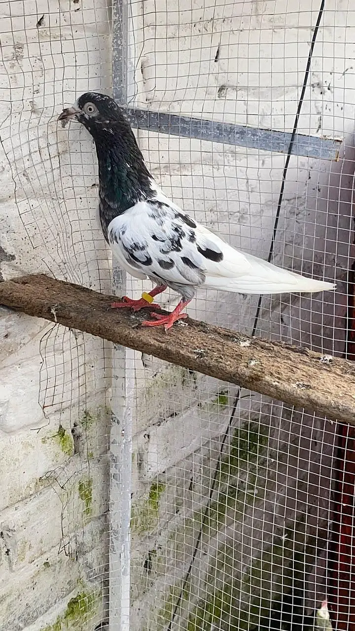 pure 3 male hn or ak female — photo 4