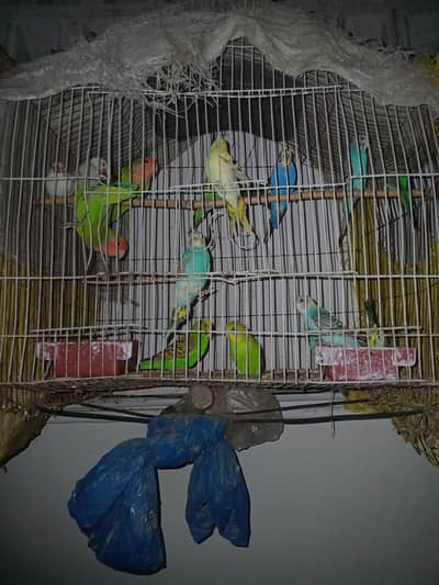 Budges parrots