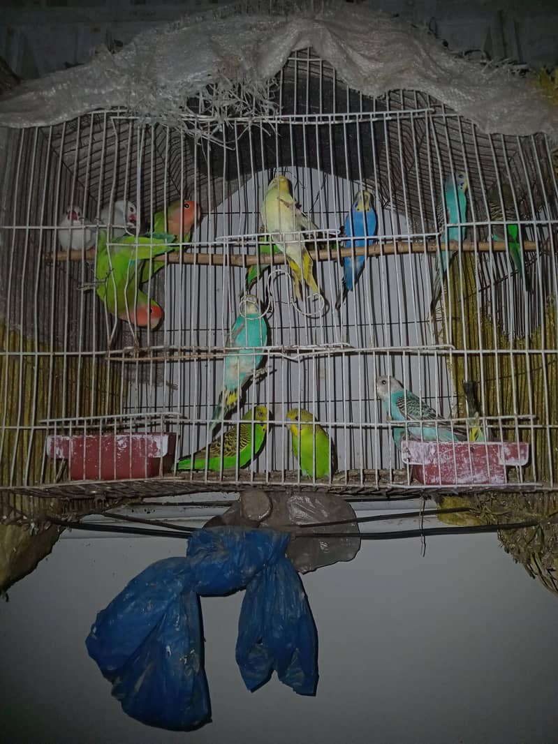 Budges parrots 0