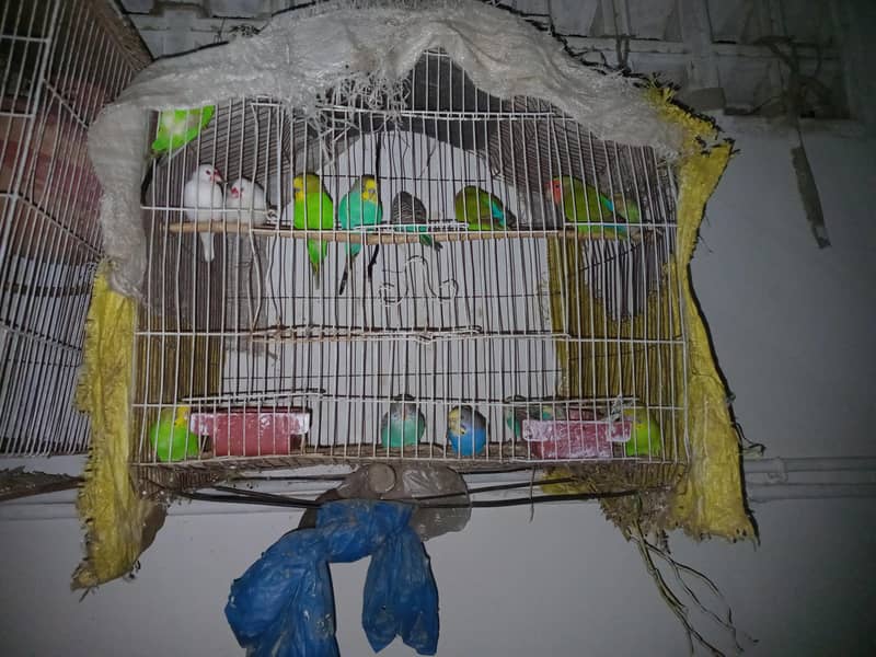 Budges parrots 1