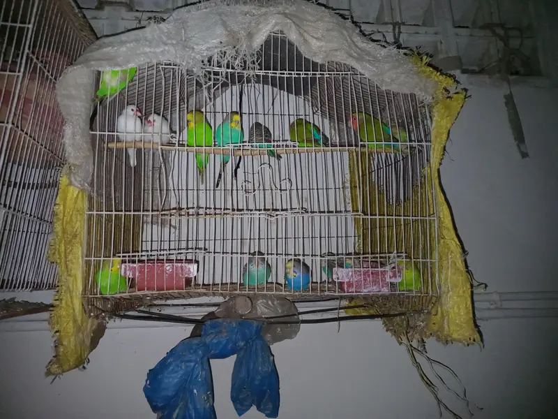 Budges parrots — photo 2