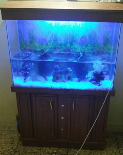 new aquarium