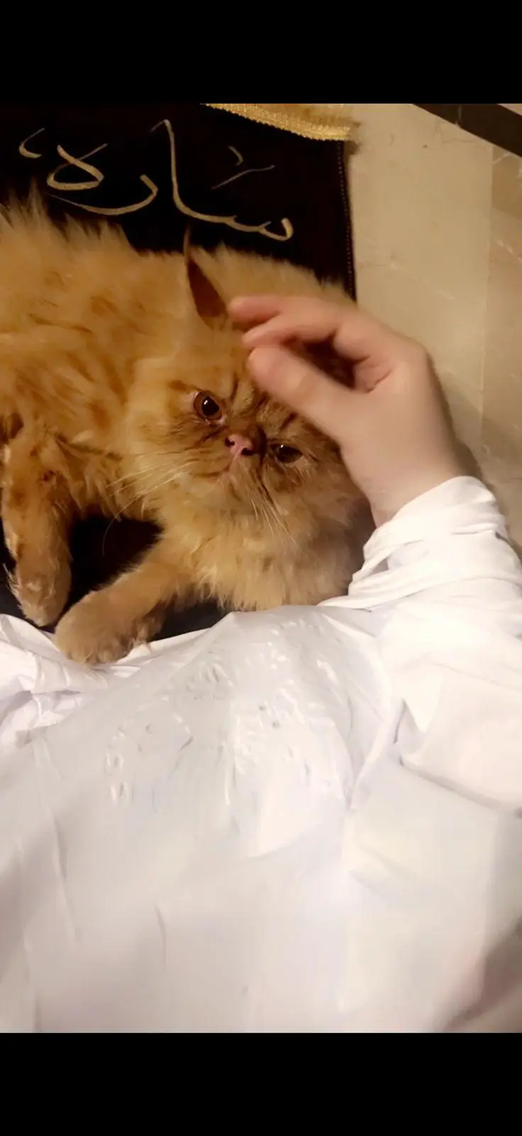 Chiggu Persian (brachycephalic) — photo 2