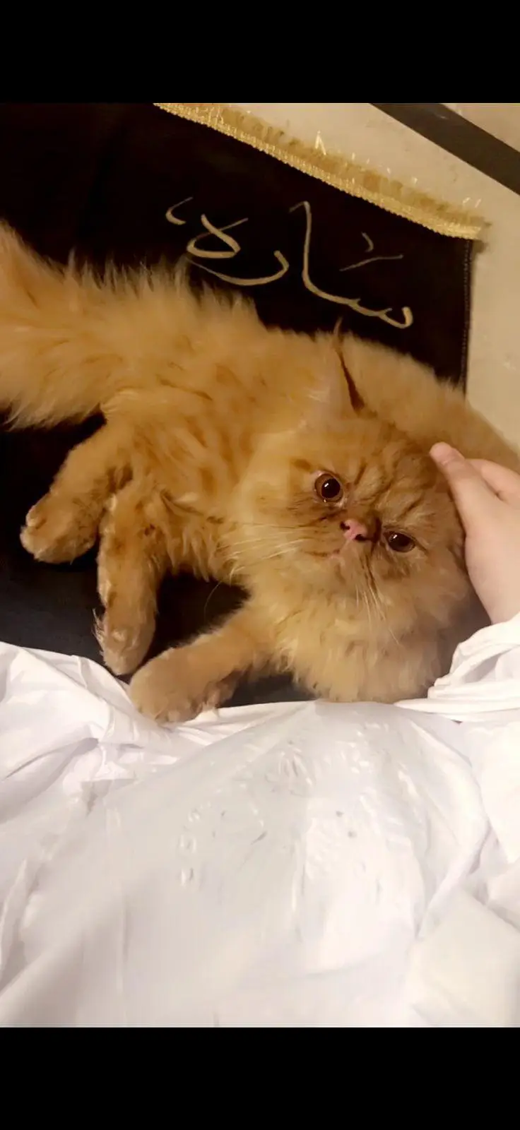 Chiggu Persian (brachycephalic) — photo 3