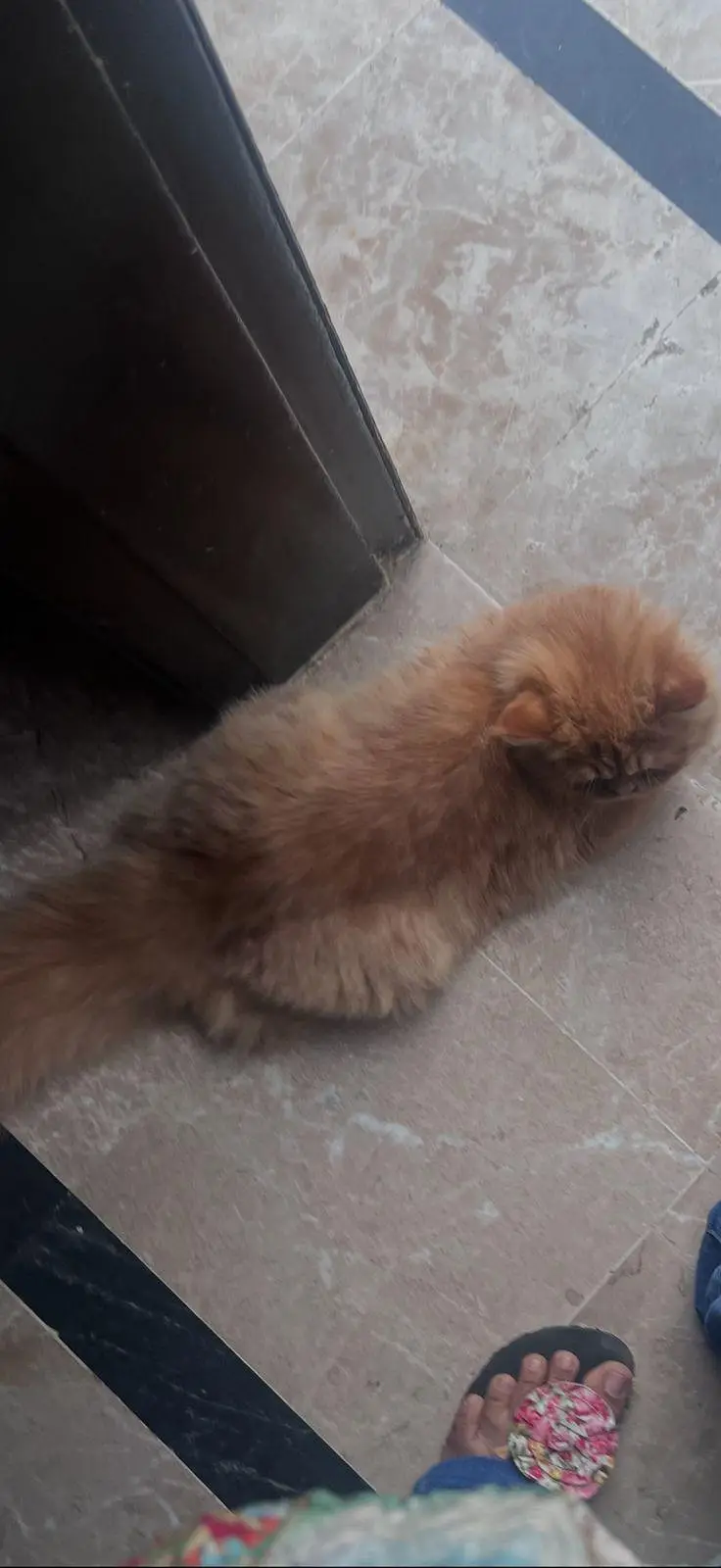 Chiggu Persian (brachycephalic) — photo 4