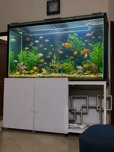 Fish Aquarium
