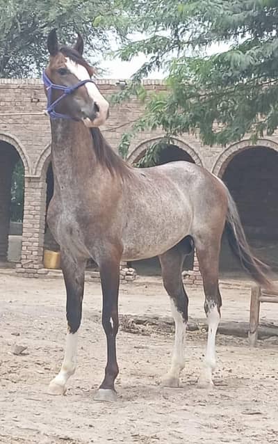 Morna Nasl Horses Age 18 Months