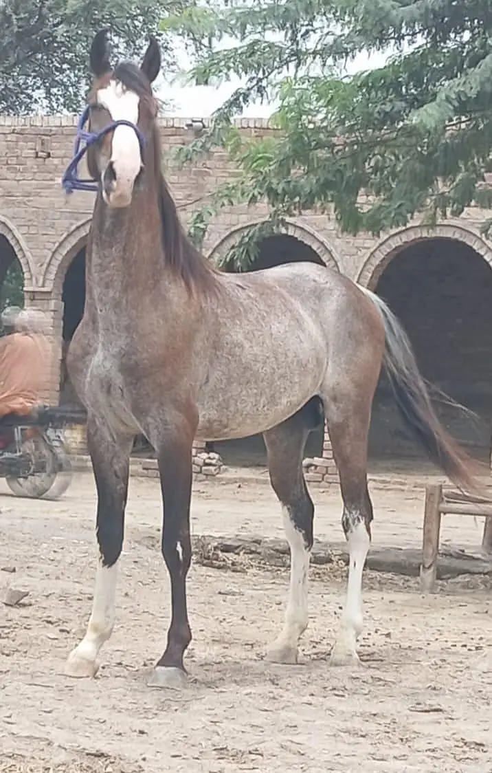 Morna Nasl Horses Age 18 Months — photo 2