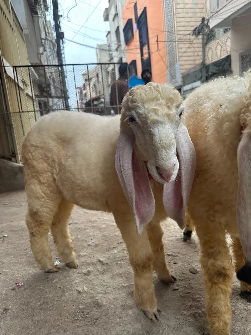 dumba for sale — photo 3