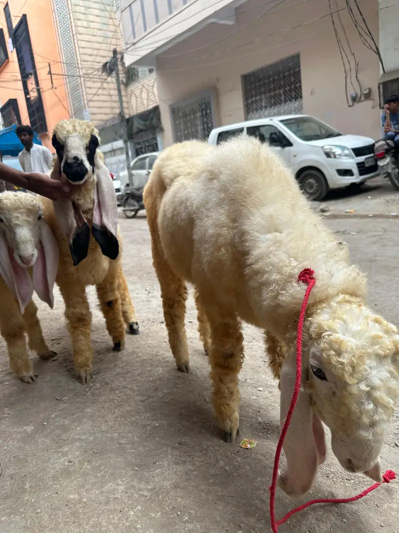 dumba for sale — photo 5
