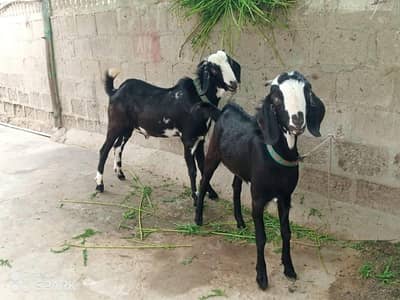 bakra