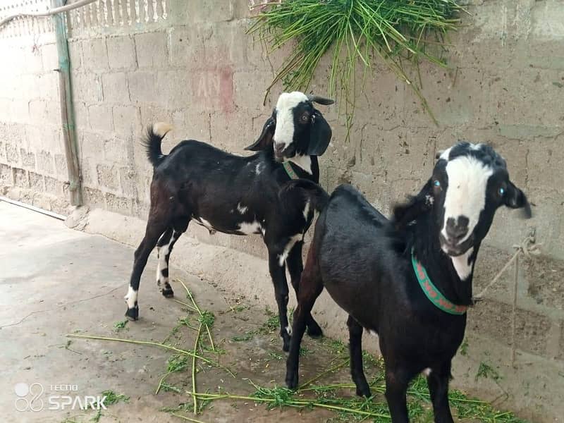 bakra 1