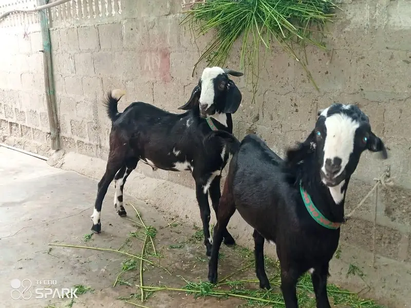 bakra — photo 2