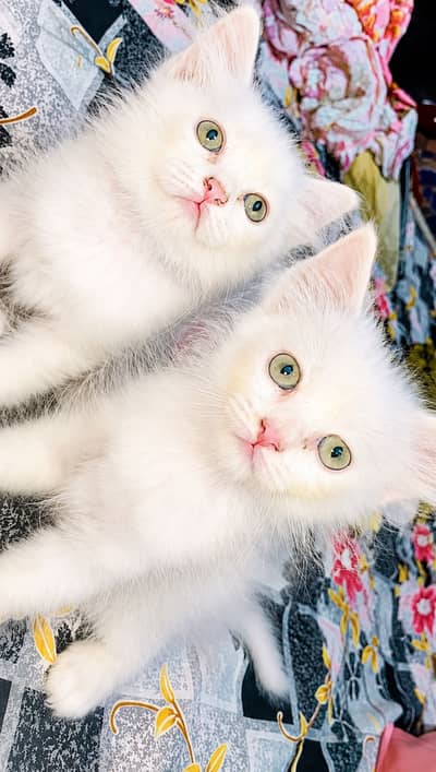 Persian kittens