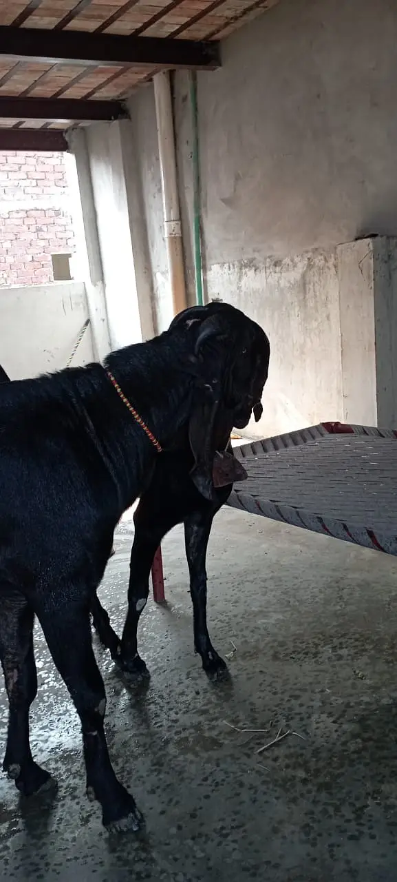Per Goat Breed 4000