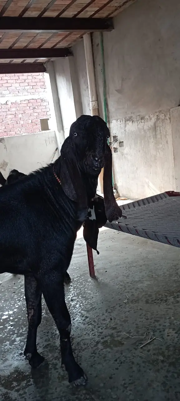 Per Goat Breed 4000 — photo 3