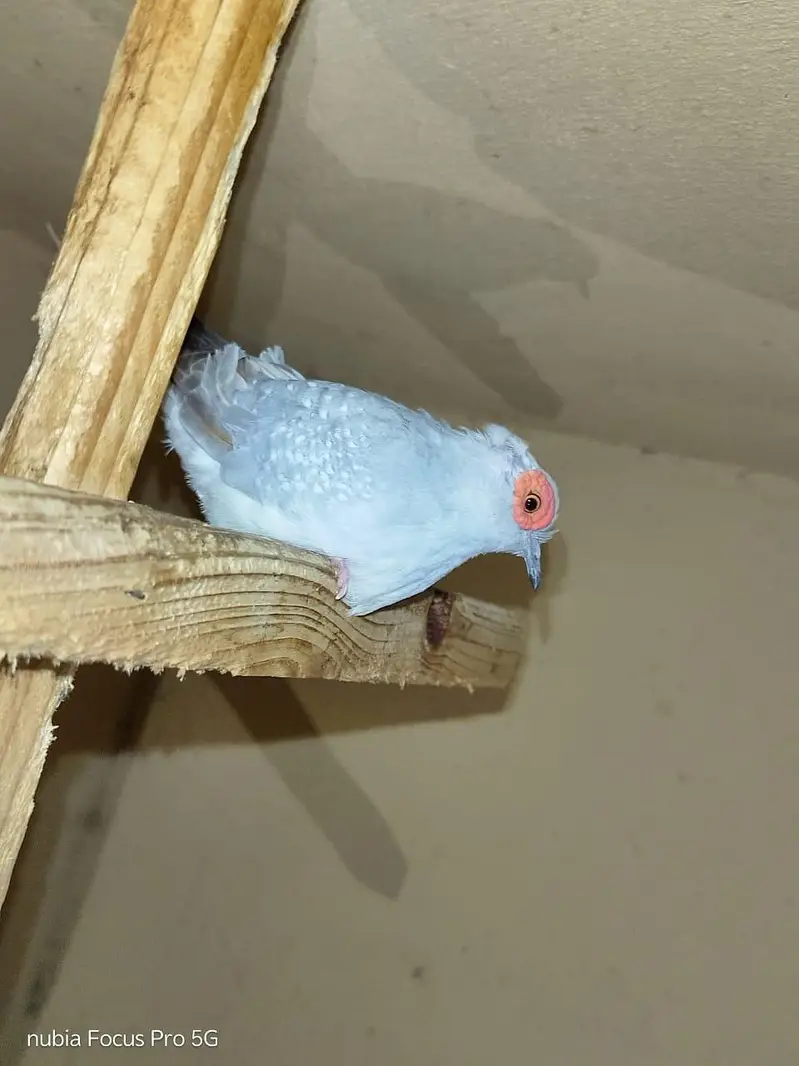 Budgies & Diamond Dove — photo 3