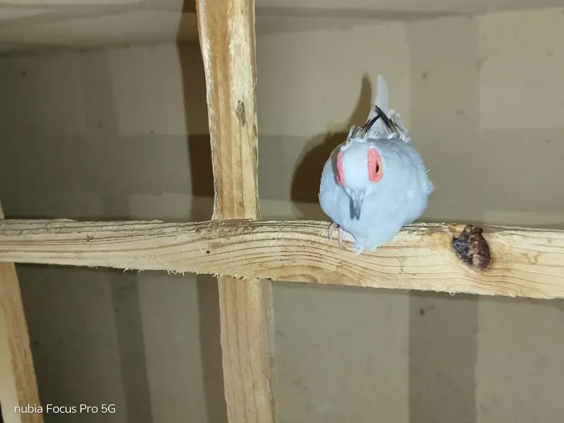 Budgies & Diamond Dove — photo 4