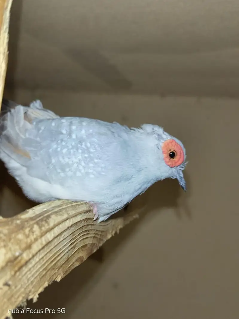 Budgies & Diamond Dove — photo 5