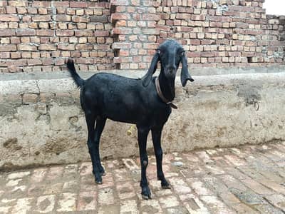 Amratsari betal desi dogli path urgent for sale