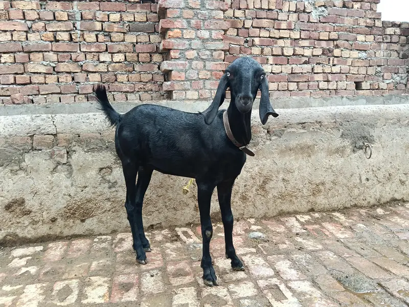 Amratsari betal desi dogli path urgent for sale