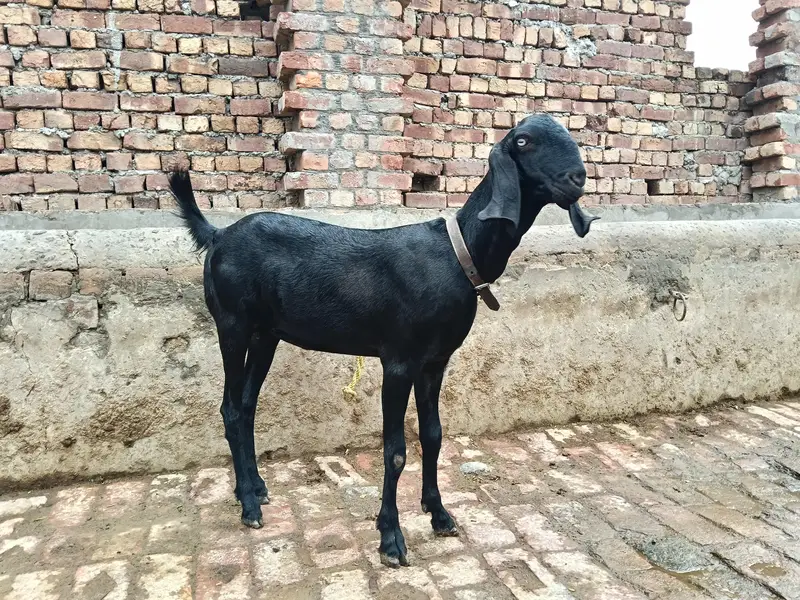 Amratsari betal desi dogli path urgent for sale — photo 2