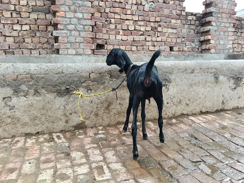 Amratsari betal desi dogli path urgent for sale — photo 3