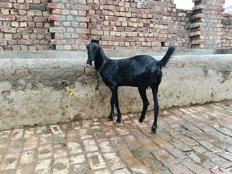 Amratsari betal desi dogli path urgent for sale — photo 4