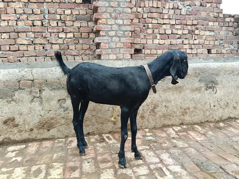 Amratsari betal desi dogli path urgent for sale — photo 5