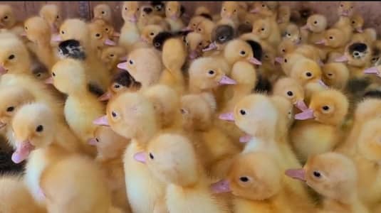 Duck chick's available in Bulk Qty