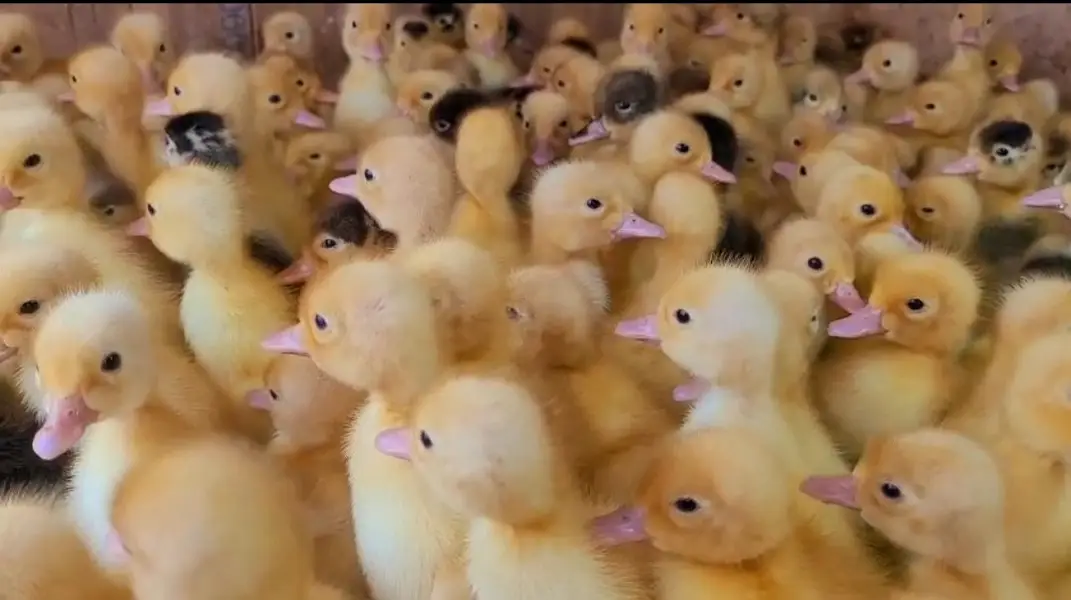 Duck chick's available in Bulk Qty