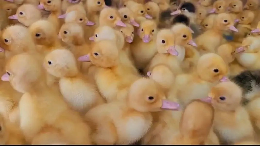 Duck chick's available in Bulk Qty — photo 2
