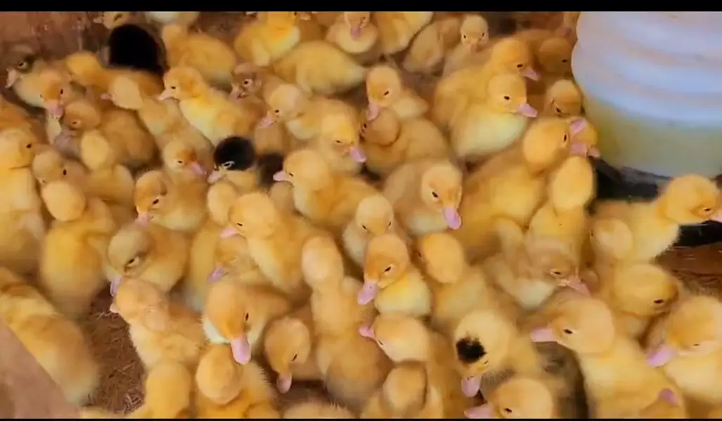 Duck chick's available in Bulk Qty — photo 3