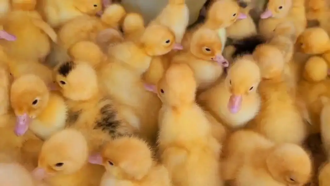 Duck chick's available in Bulk Qty — photo 4